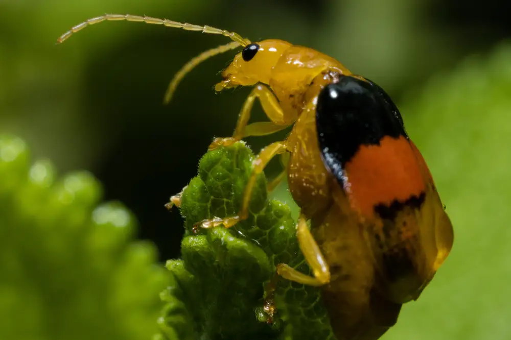 Sethopachys formosa Mango Beetle