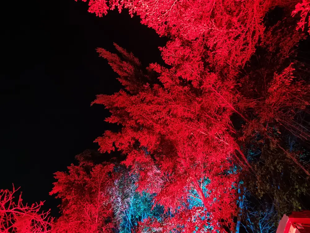 Trees decorated with colorful lights
