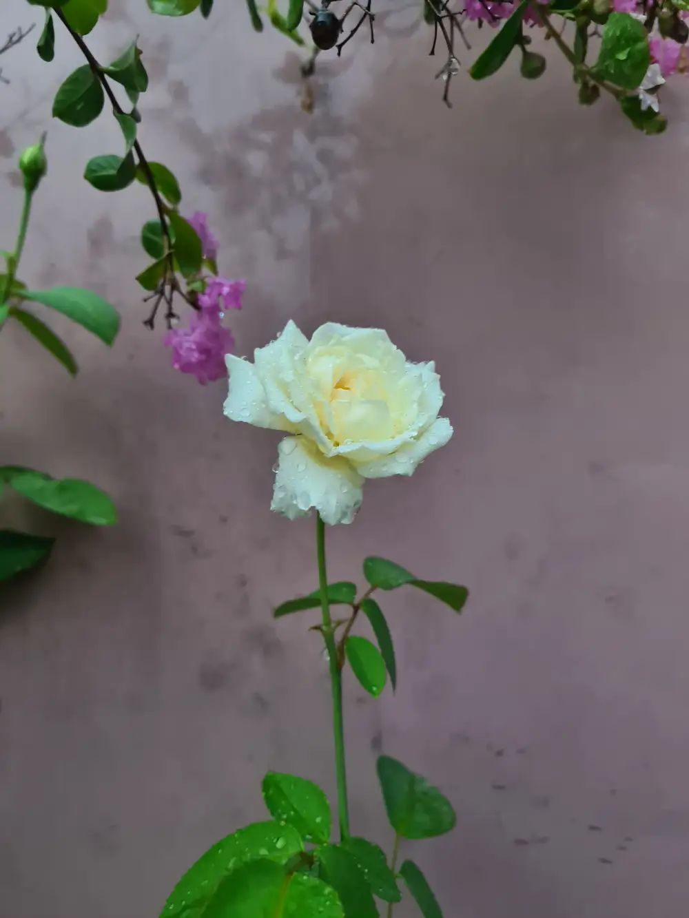 Snapshot of a white rose