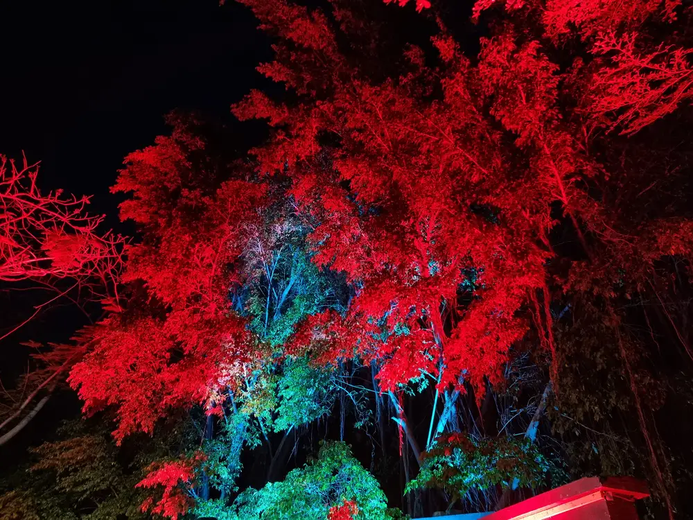 Trees decorated with colorful lights