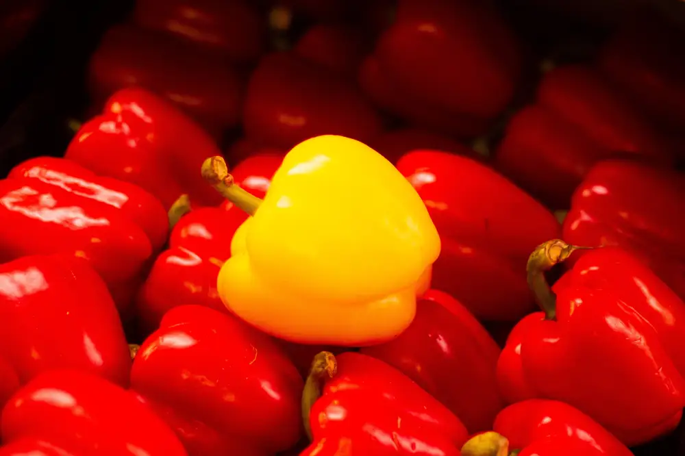 Yellow pepper amongst red pepper