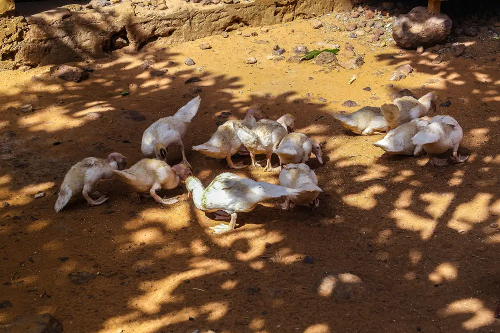 A flock of white birds eating on the ground