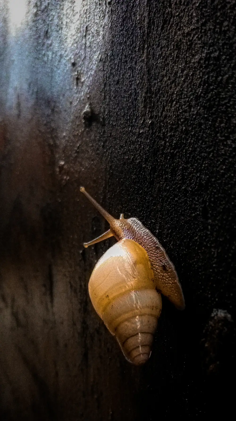 Snail on a black wall