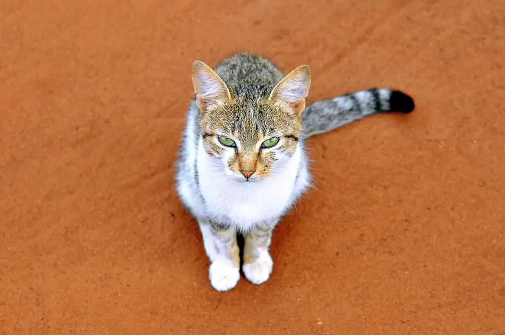 Cat posing on sand