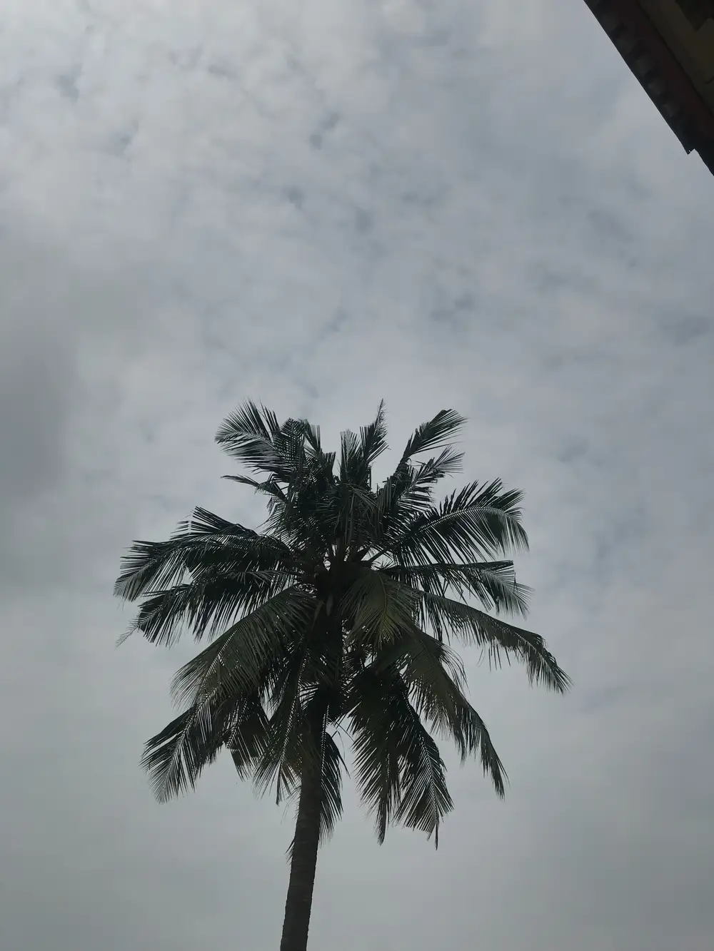 View of a Tall Palm Tree