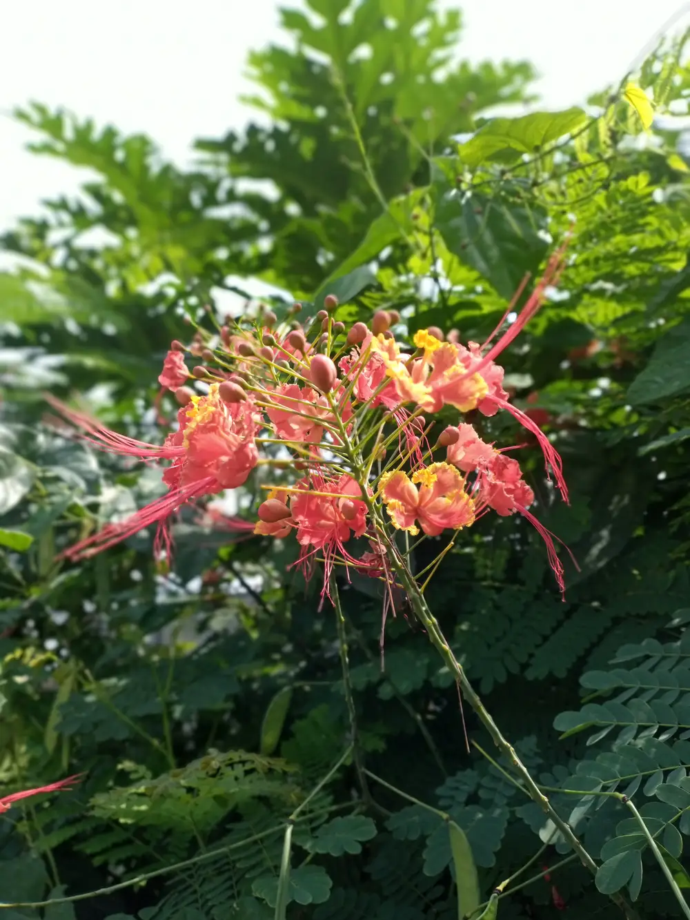 Flowers on a plant
