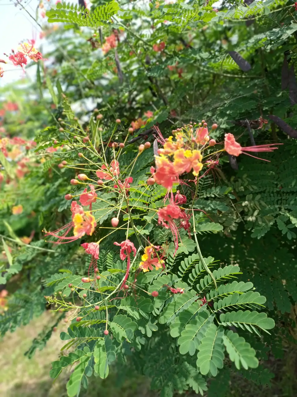 Flowers on a Plant