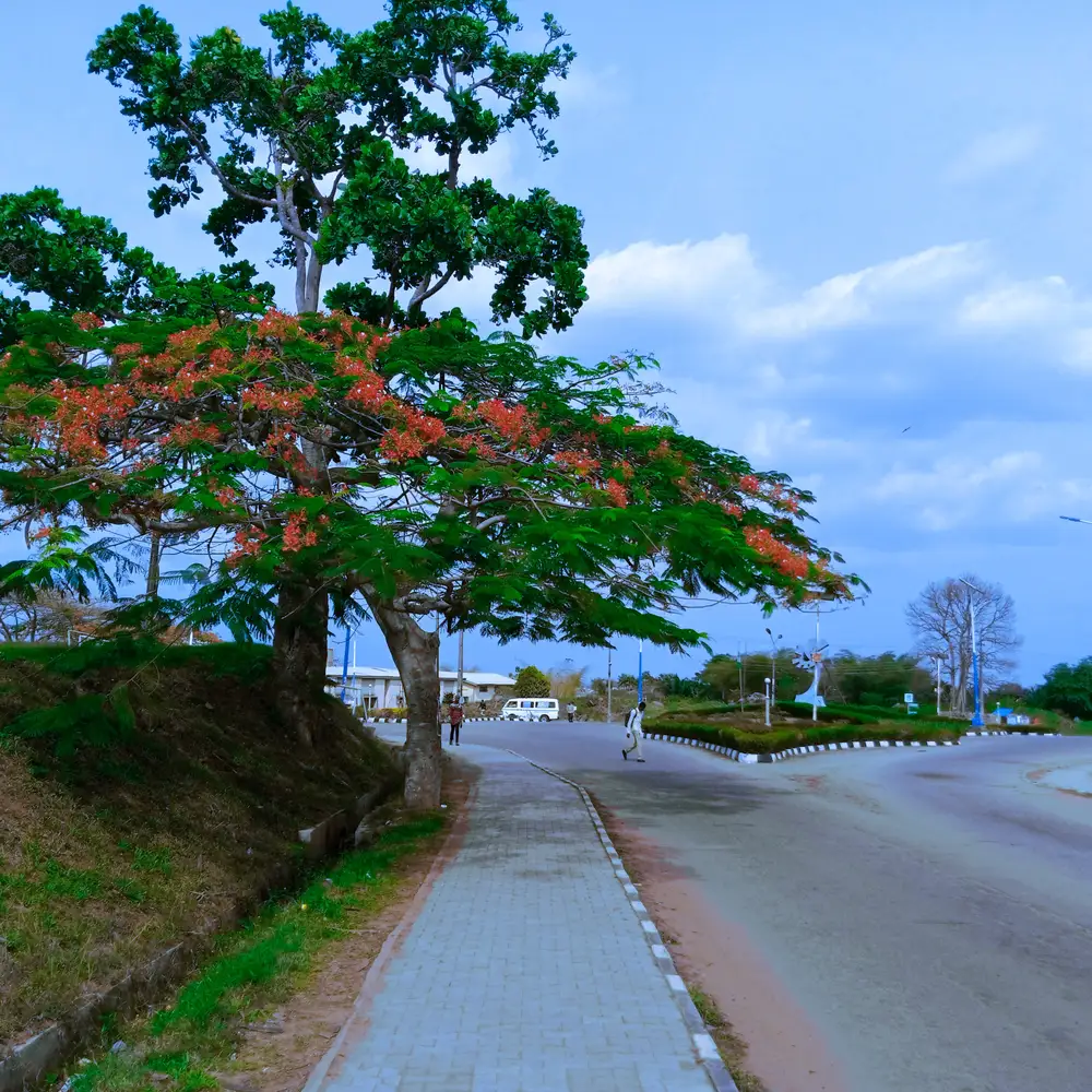 Colorful Trees beside a Road