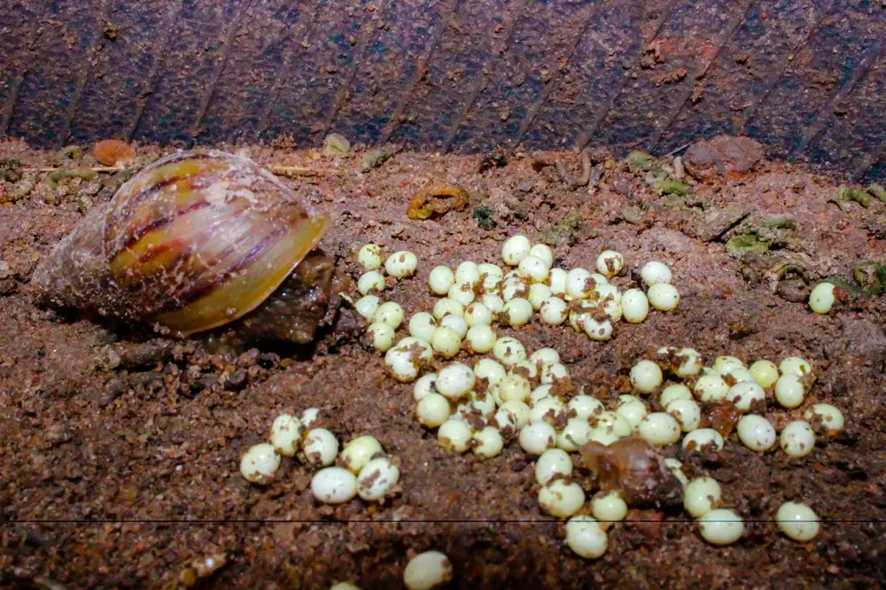 Snail and its eggs