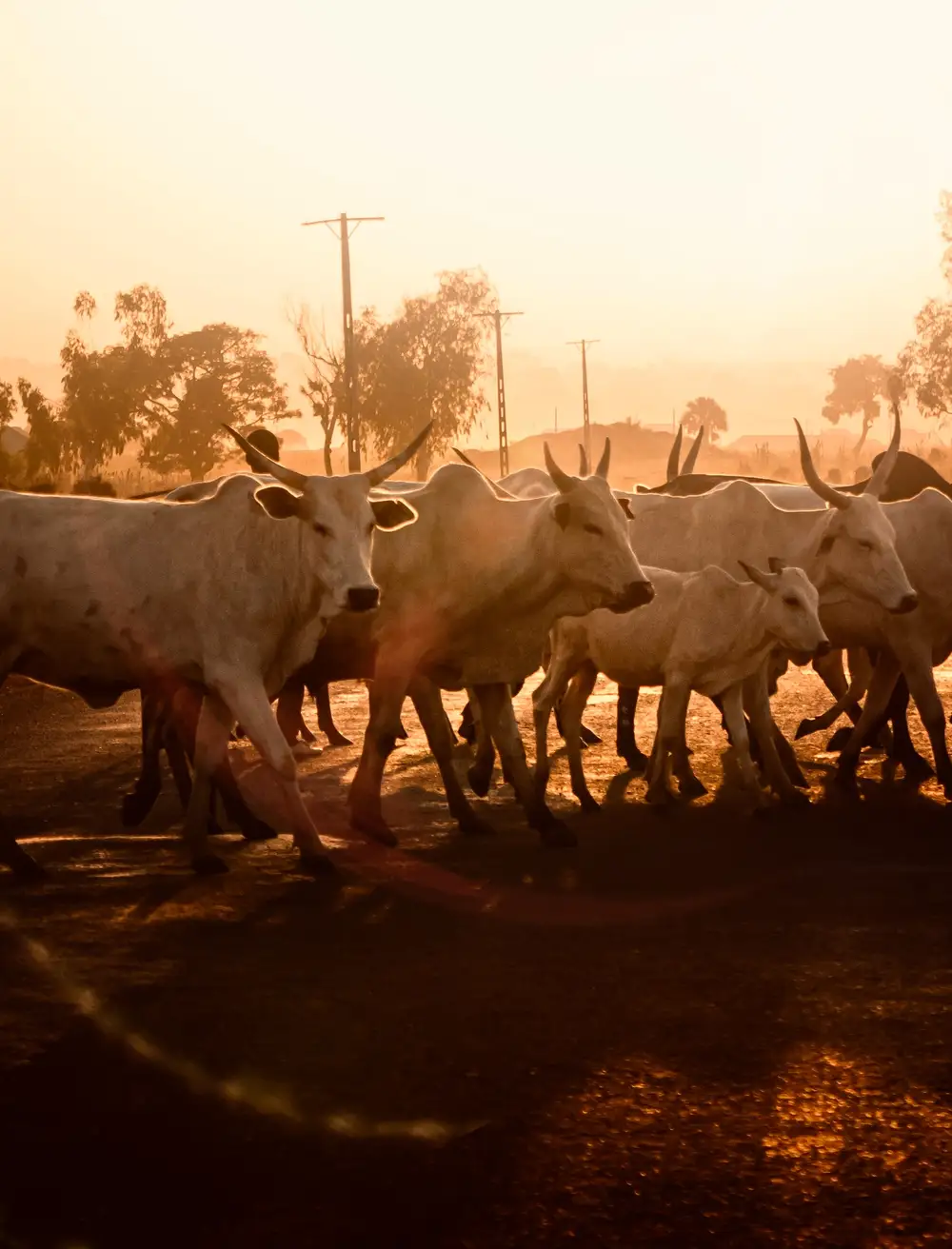 Herd of Cows