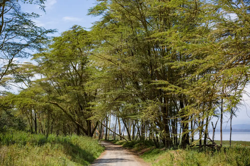 Trees at lakeside Nakuru national park