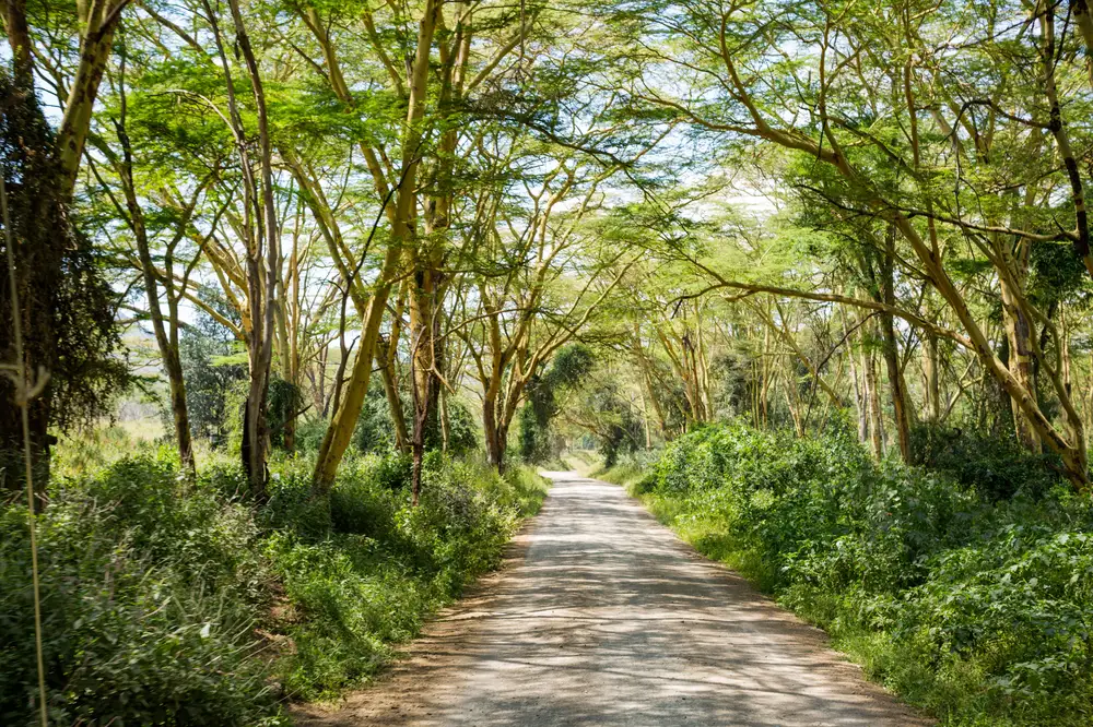 Trees at Nakuru national park