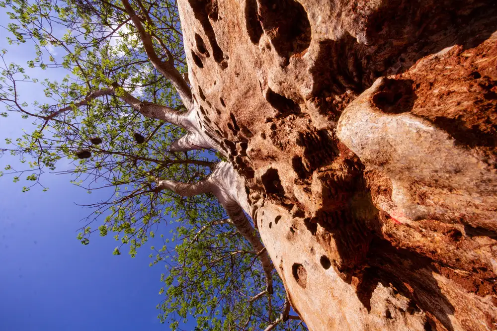 Baobab tree bark