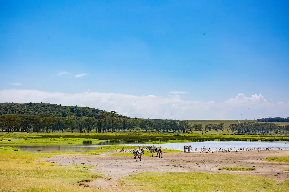 Zebras at Nakuru national park