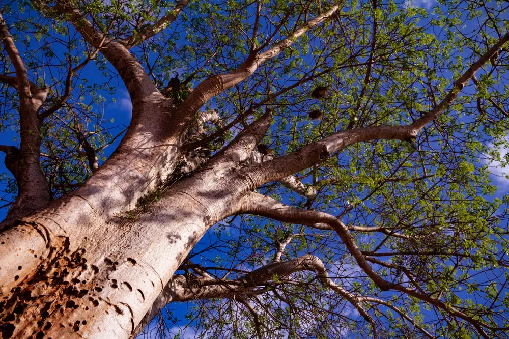 Baobab tree top