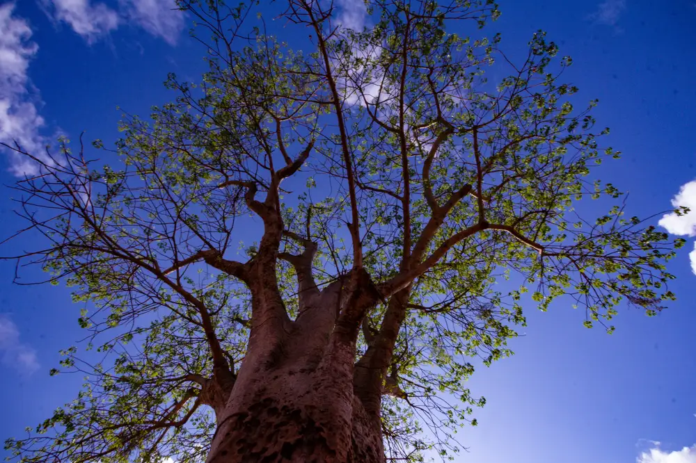 Baobab tree on red mud hill