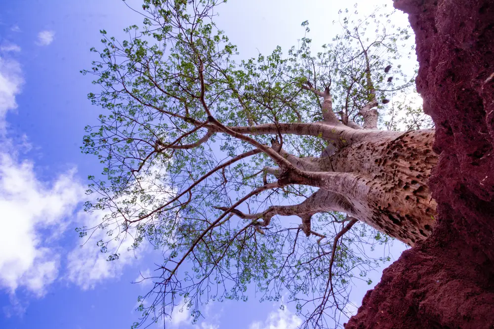 Baobab tree planted on red mud soil