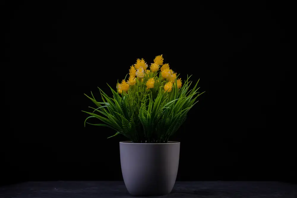 Yellow flowers with green leaves in a vase