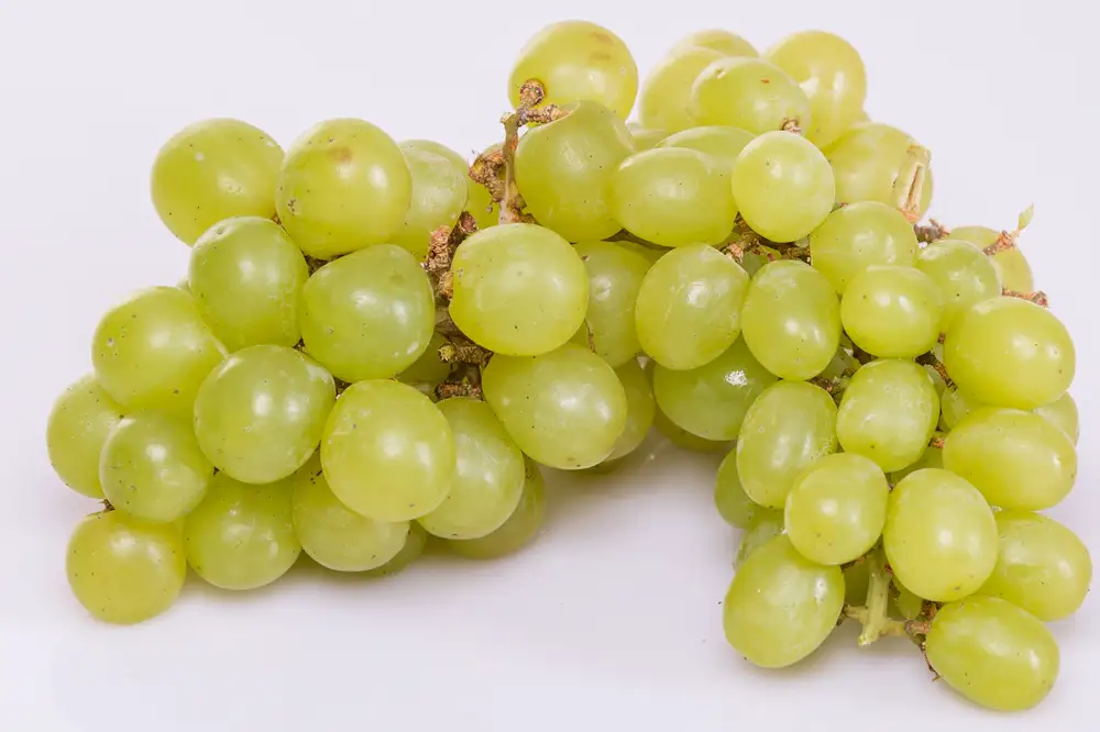 Green grape fruits