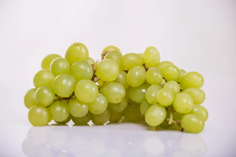 Ripe grape bunch