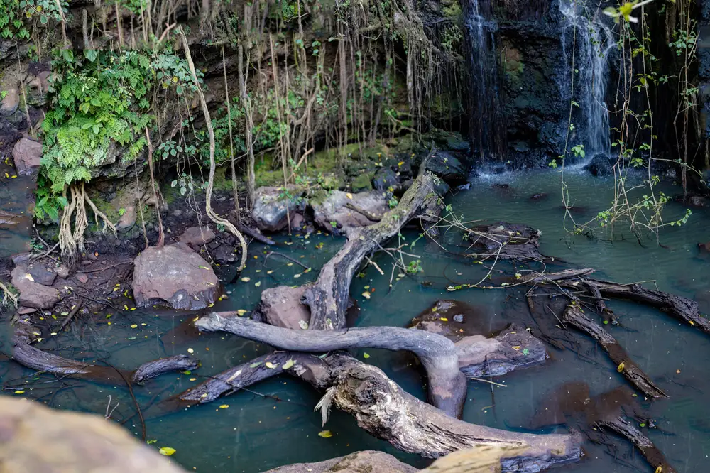Big tree roots in a pool beneath a waterfall