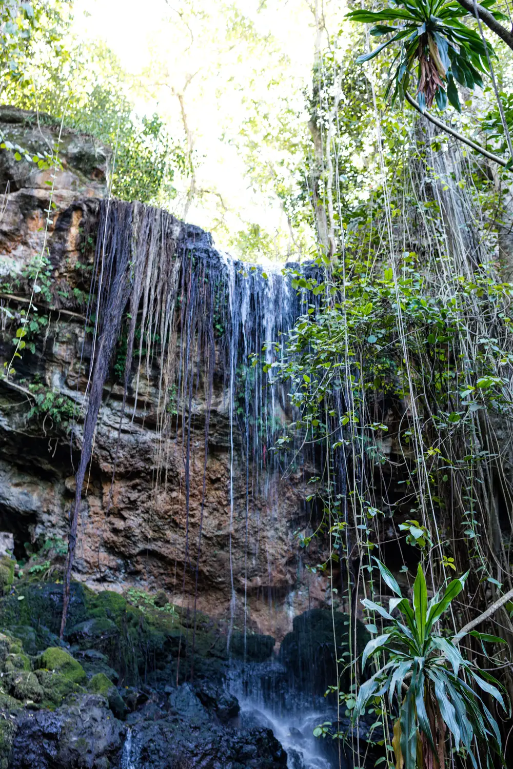 Waterfall and trees viewed from below