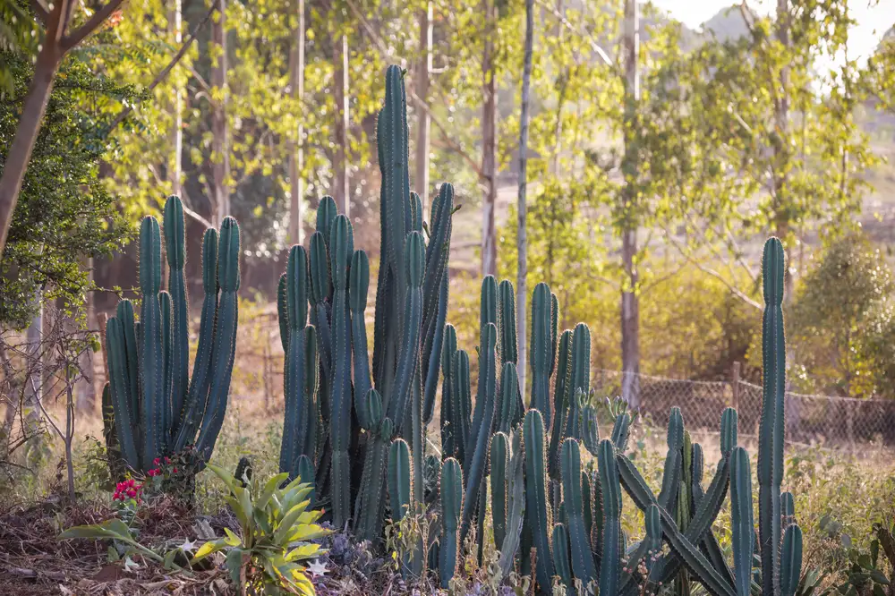 Cactus tree in the woods