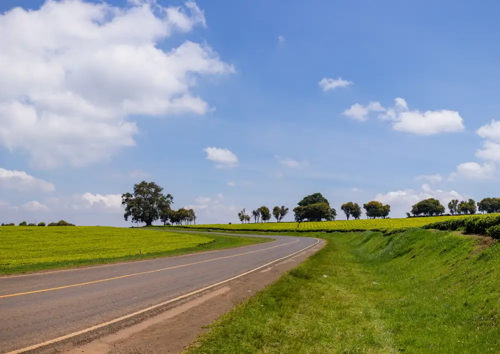Road between two green fields
