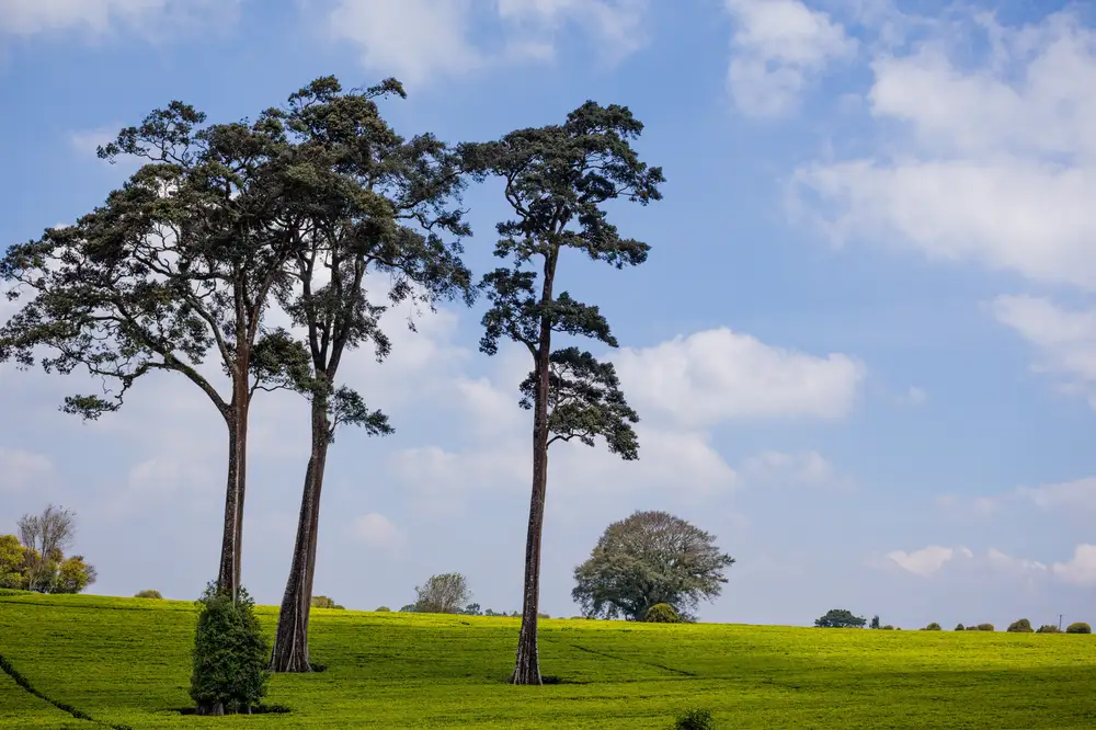 Tall trees on a field