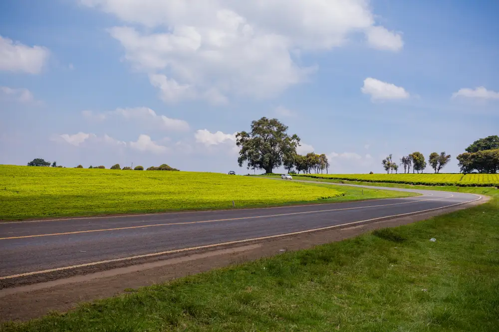 Tarred road between two fields