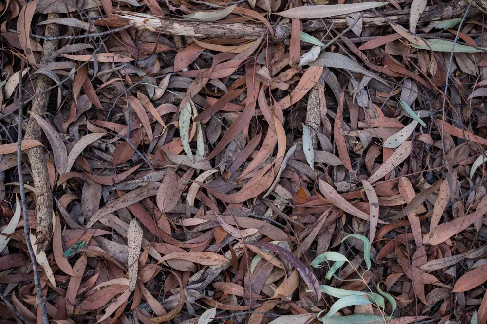 Dried leaves and foliage on the ground