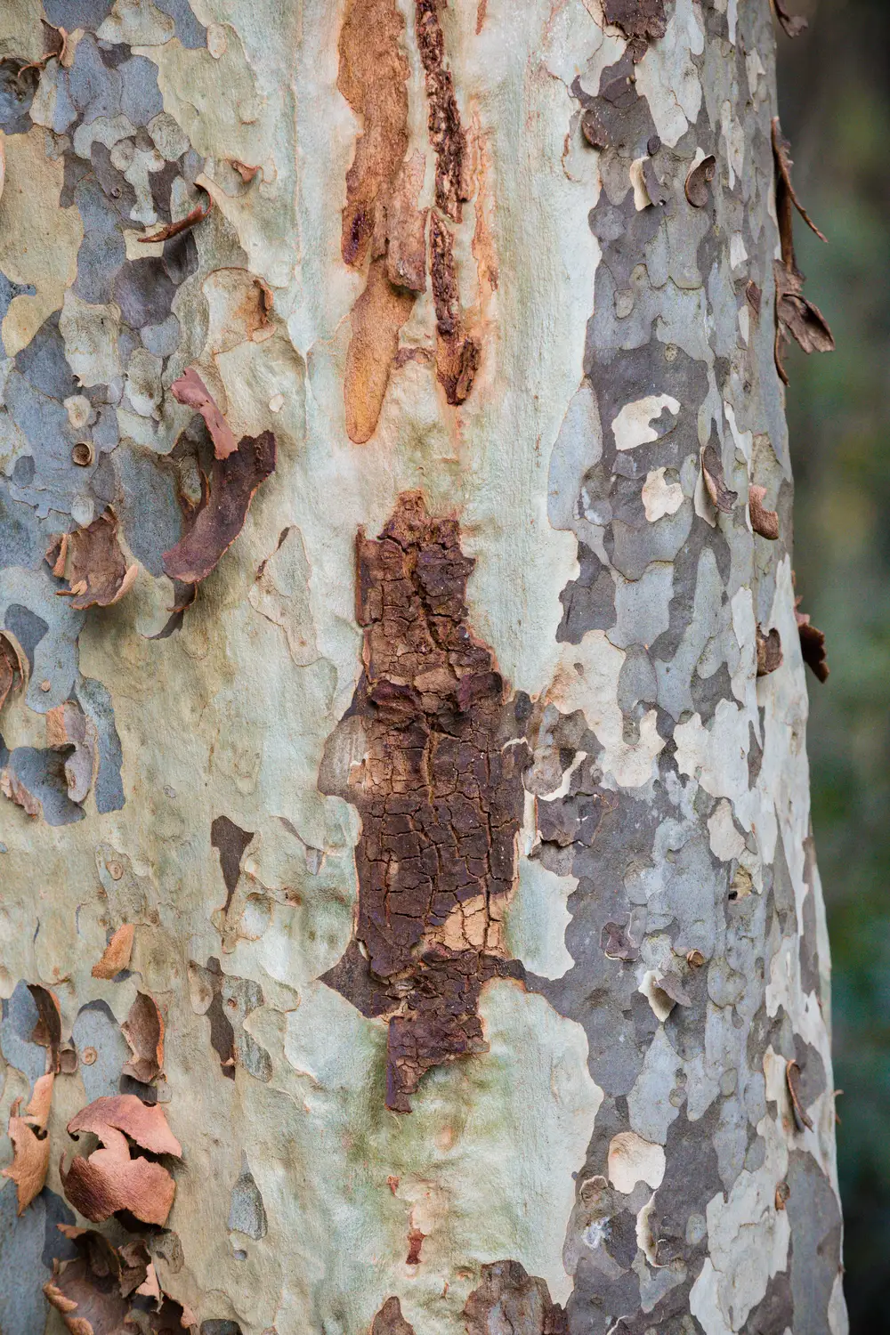 Sycamore tree bark