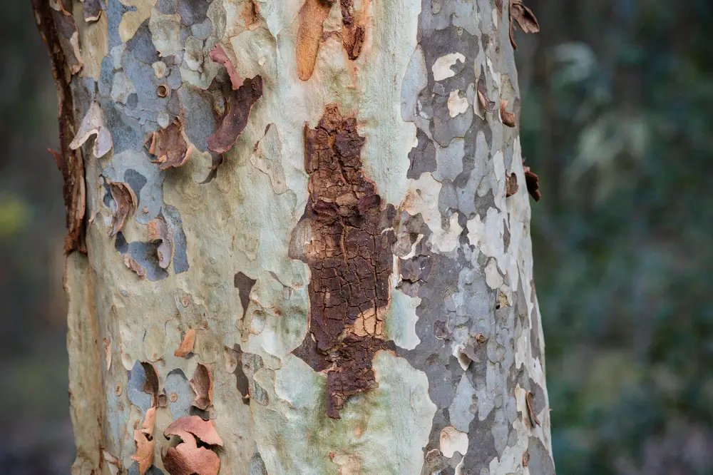 Brown and white tree bark
