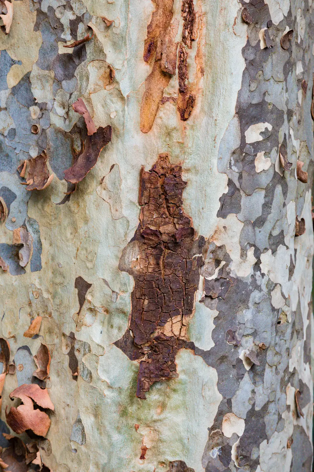 Patterned tree bark