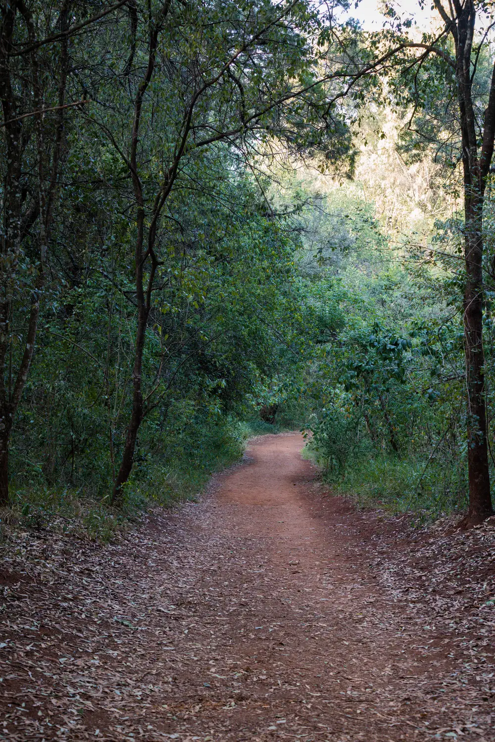 Bush path
