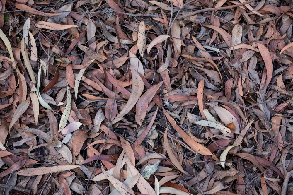 Dried leaves on the ground