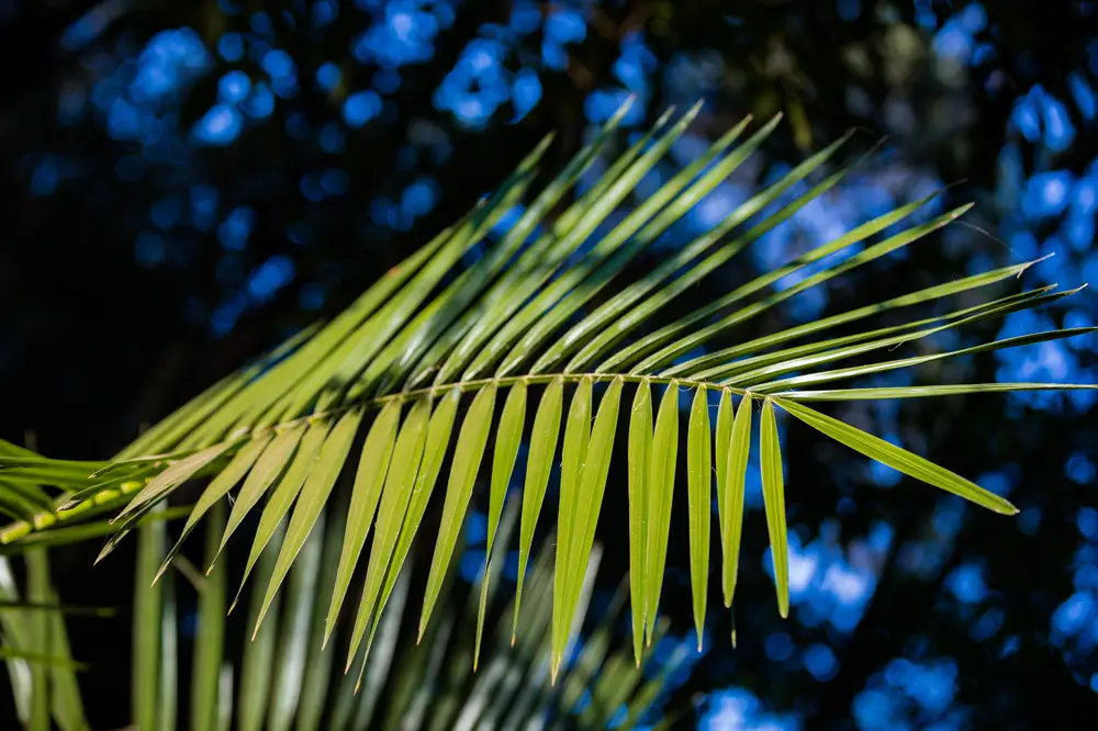 Palm fronds in a forest