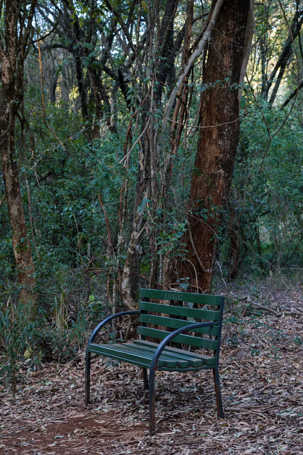 Wooden chair in a forest