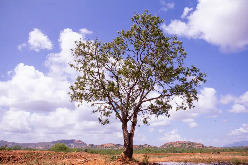 Tree planted at a desert