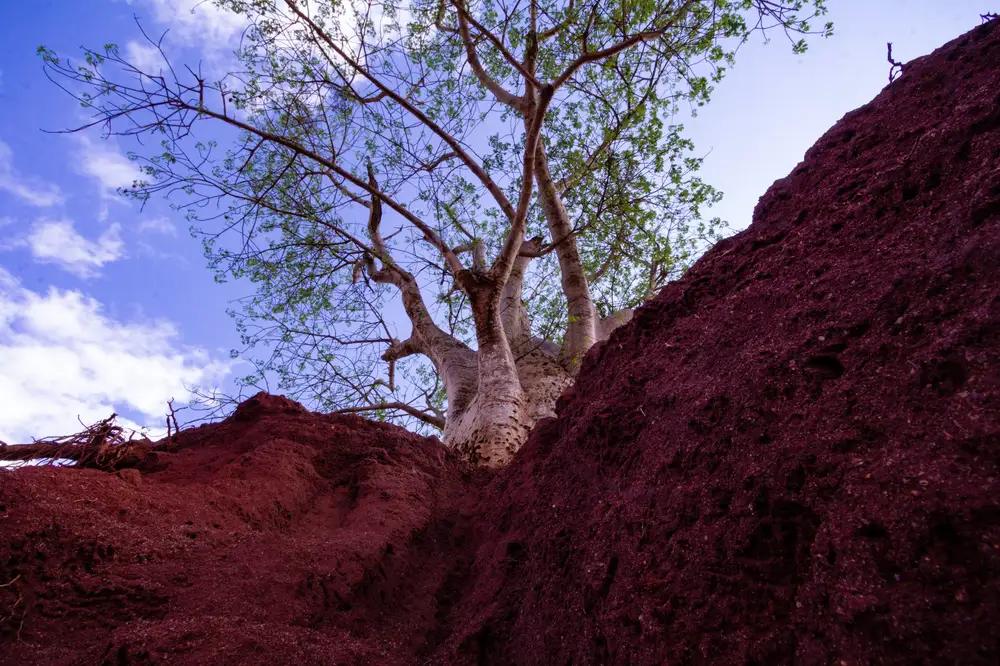Red sand and trees