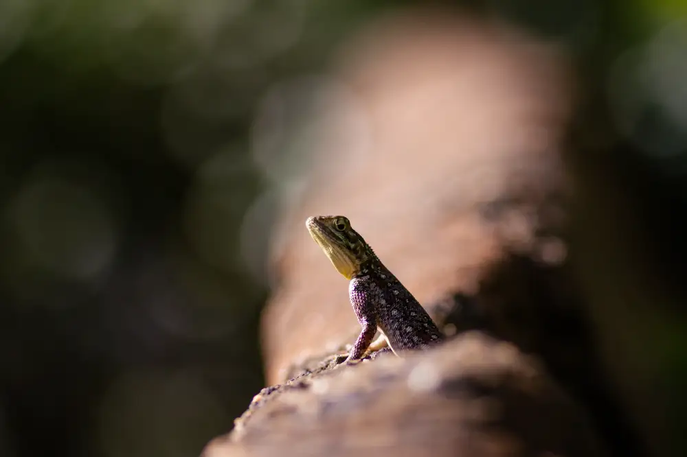 Female lizard
