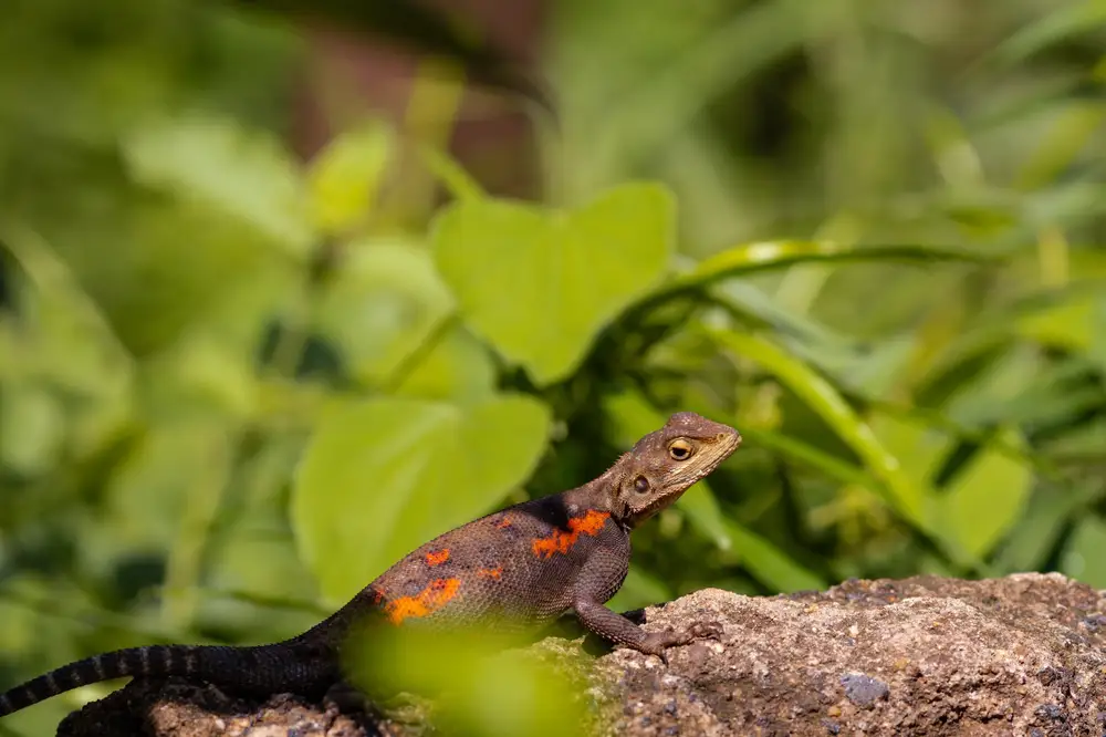 Female lizard near green plants