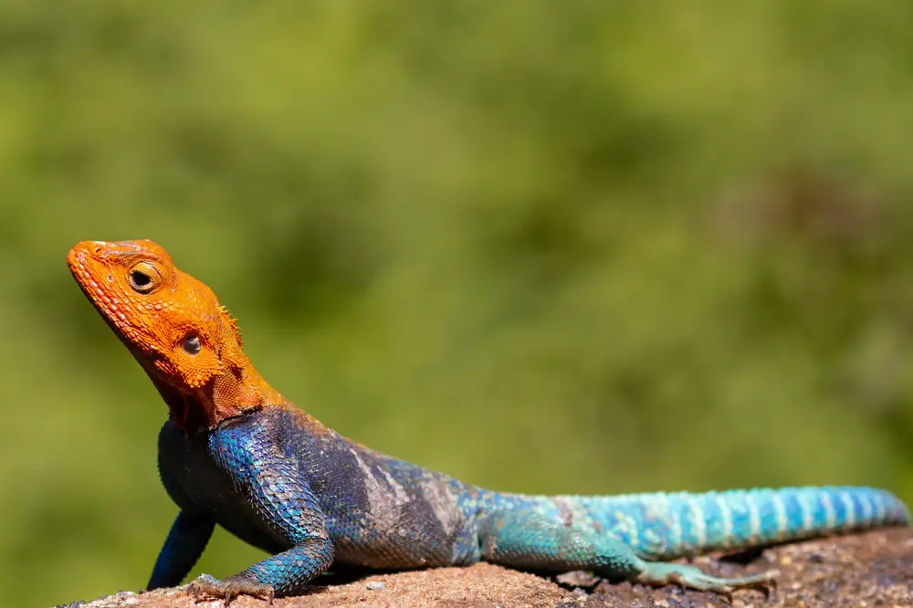 Blue tail lizard