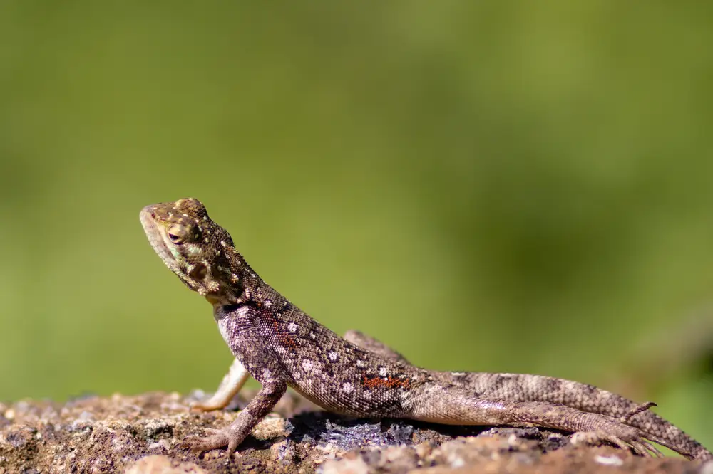 Female lizard