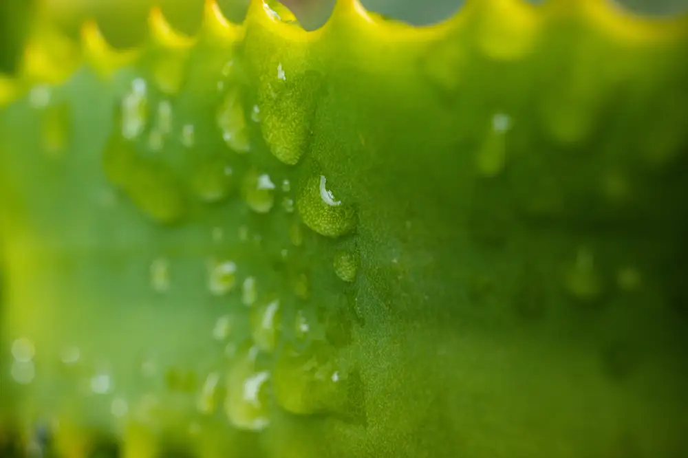 Beads of water on a plant