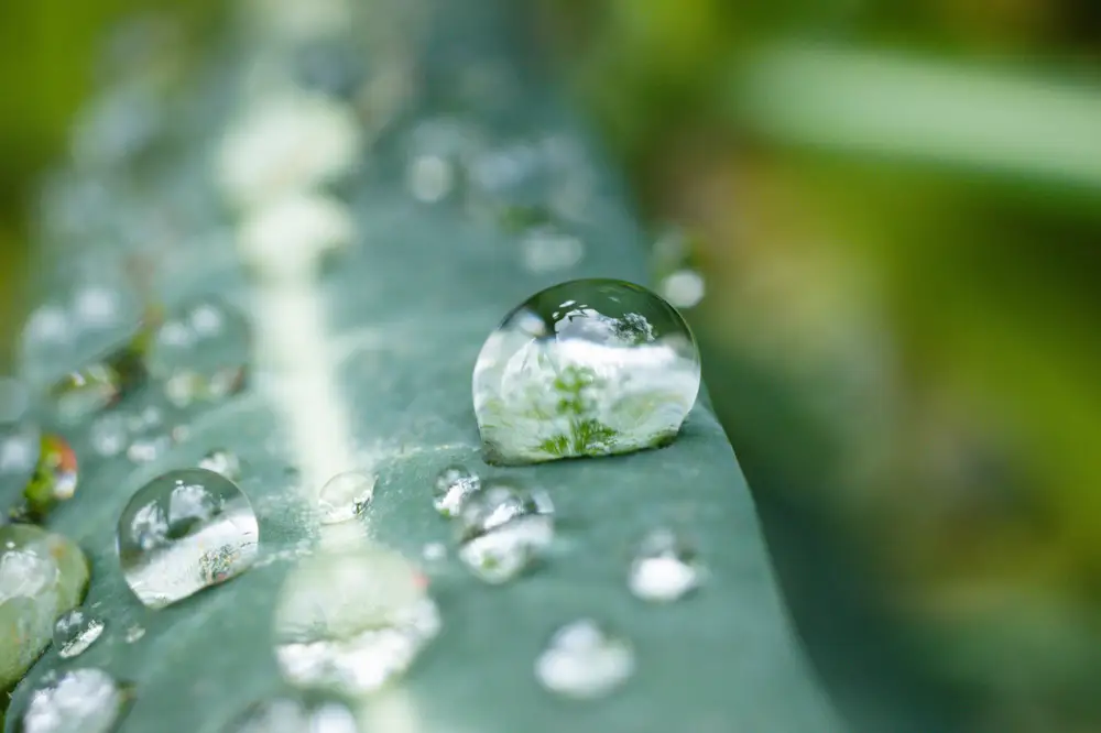 Water dropping from a plant
