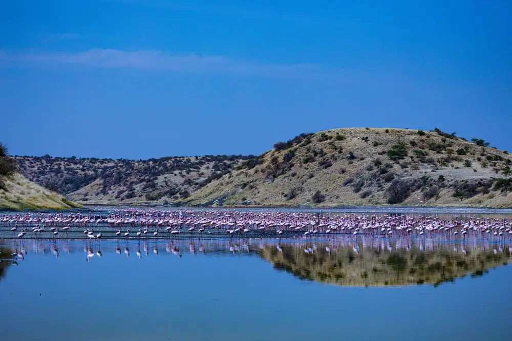 Flock of birds at lake