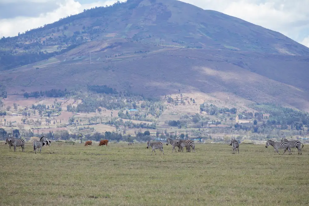 Livestock grazing in an open space