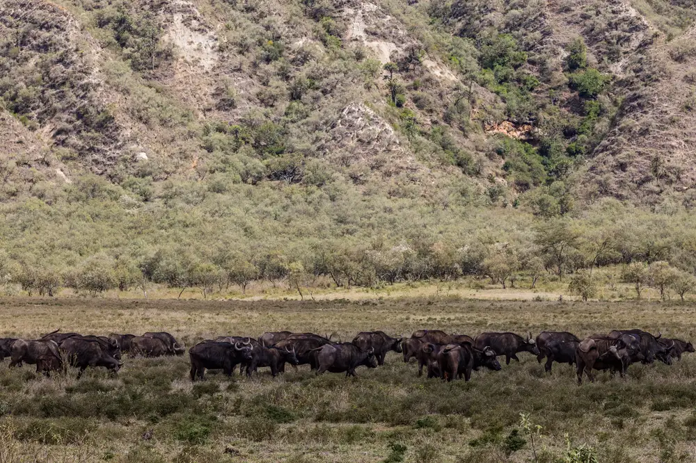 A herd of buffalos grazing on an open field