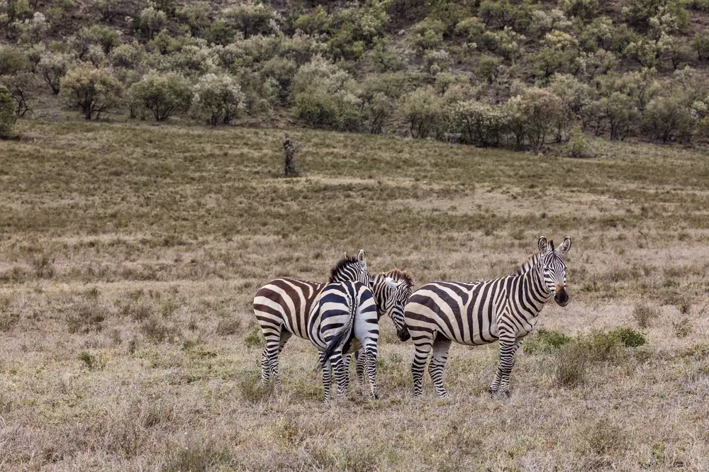 Zebras Grazing in an open field
